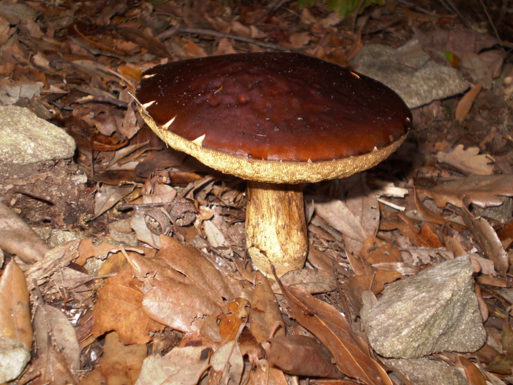 boletus ... ?